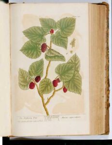 Mulberry Tree